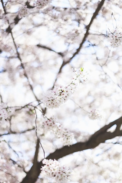 White cherry trees bloom during the day
